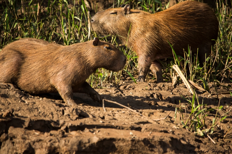 capybaraTambopata